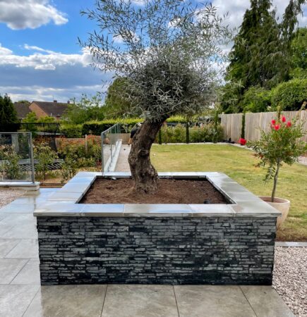 A mature olive tree in a raised stone-clad planter beside a paved terrace.