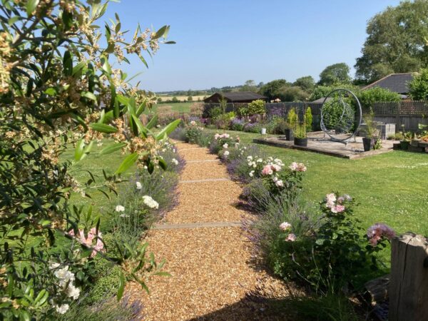 Gravel garden path framed by lavender, roses and established planting